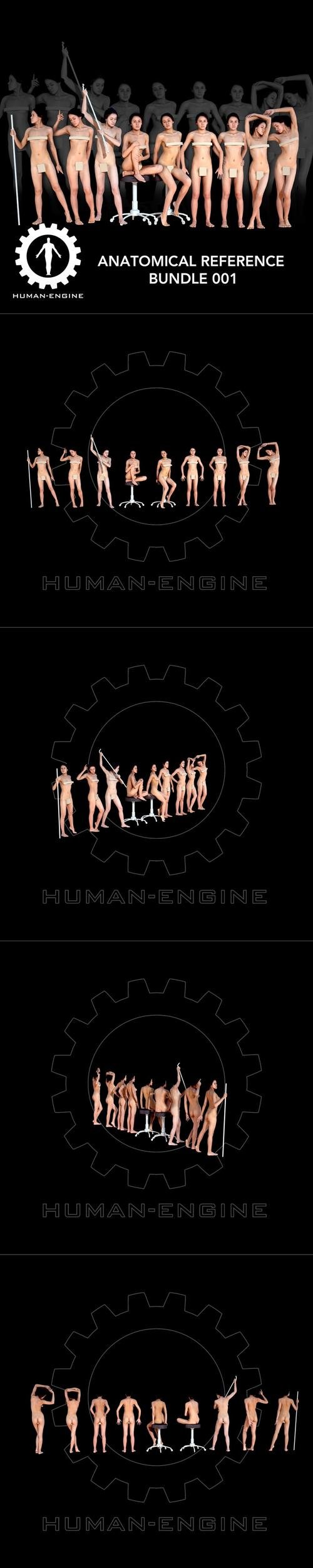 Anatomical Reference Bundle 001 – 3D Print
