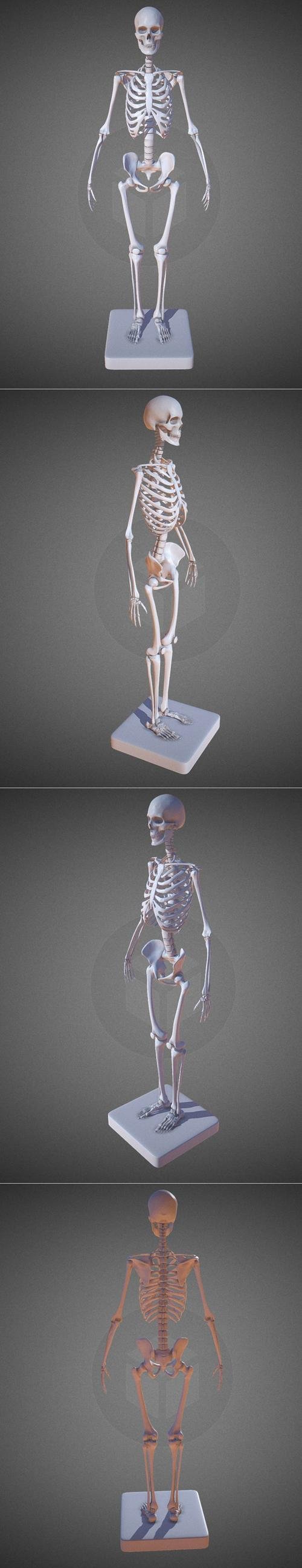 Female Skeleton – 3D Print
